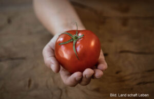 Knallrotes Superfood: Die Tomate
