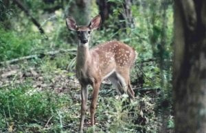 Rücksicht nehmen im Wald: Im Wohnzimmer der Tiere
