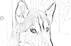 Helden der Woche: Die Tiere der Silvesternacht