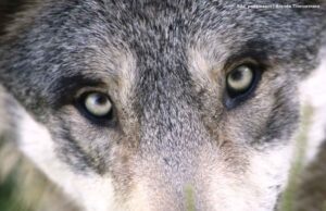 Dieser Tage vor 40 Jahren: Der sizilianische Hund