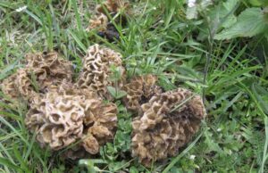 Frühling in des Fritzens Küche: Kalbsrücken mit Speisemorcheln