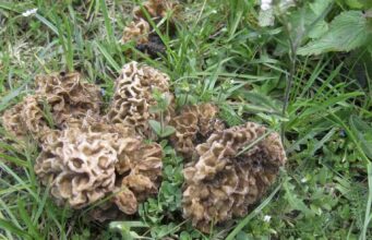 Frühling in des Fritzens Küche: Kalbsrücken mit Speisemorcheln