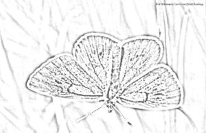 Held der Woche: Der Ameisenbläuling