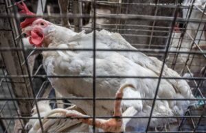 Von Gütesiegeln und belogenen Konsumenten