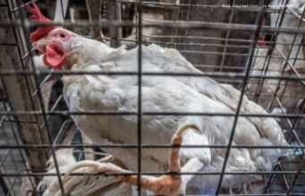 Von Gütesiegeln und belogenen Konsumenten