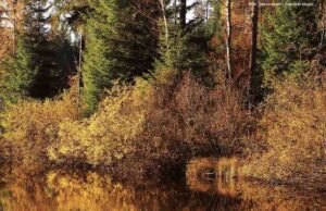 Die Teiche des Waldviertels