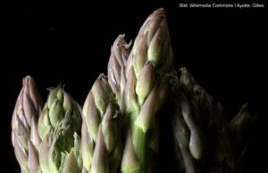 Fröhlich spargelt Fritz in den Frühling