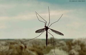 Schon wieder. Ein Virus! Um Gottes Willen!! Hilfe!!!