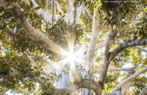 Die Meisterschaft der Grünen