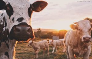 Die unbeachtete Nummer 2 der Treibhausgase