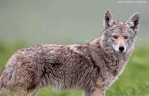 Held der Woche: der Wolf