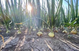 Diese komplizierte Sache mit Landwirtschaft und Klimaschutz
