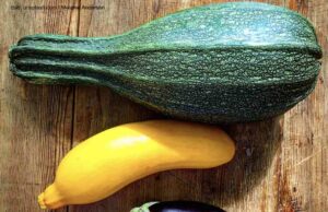 Wie Fritz den Sommer leicht und luftig macht