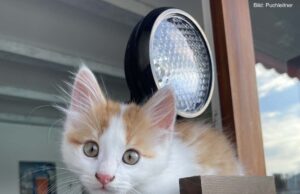 Ein Kater muss tun, was ein Kater tun muss