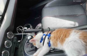 Die Schrödingerliege