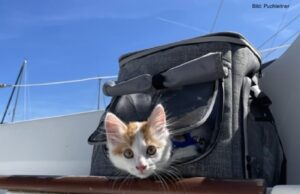 Kapitän Schrödinger