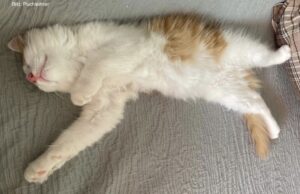 The Quantum Cat from Austria