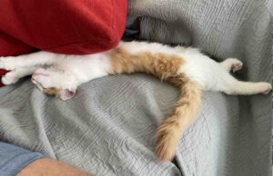 Weekly Hero: der Kater aus Stahl