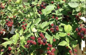 Was Fritz aus Brombeeren so alles macht