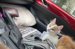 Schrödingers Reise, Teil 1: Diese verspielte Portion Katzenliebe