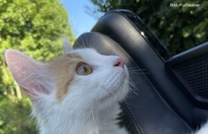 Schrödingers Reise, Teil 2: Das Soul Red Summer Feeling