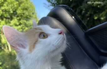 Schrödingers Reise, Teil 2: Das Soul Red Summer Feeling