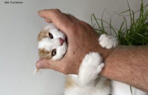 Der Crazy Kitten Attacke Modus