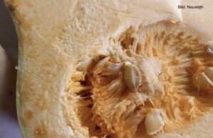 Fritz und der Musenkuss der Butternuss