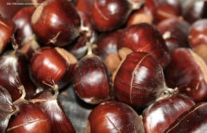 Der edle Fritz und die edle Kastanie