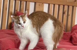 Teenage Mutant Ninja Schrödi