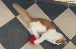 Schrödingers erstaunlicher Kampf mit dem Alien-Raumschiff