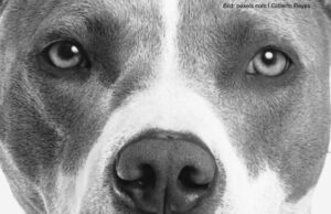 Warum die Politik endlich massive Hürden gegen die Kampfhundhaltung schaffen sollte