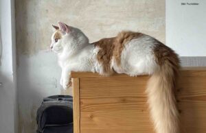 Schrödingers Kralle