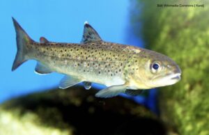 So muss Mousse von der Forelle, sagt der Fritz