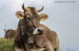 Der grausame Fritz geht dem Kalb der Kuh an die Nieren