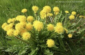 Fritz, der Zahn der Löwen und die Wipferln