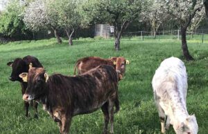 Wie Fritz ein Zwergzebu bearbeitet