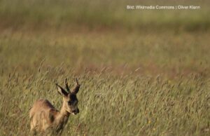 Fritz geht dem Rehböckerl an die Nieren