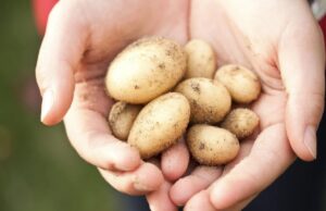 Frisch und fröhlich kartoffelt der Fritz
