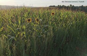 Agrarförderungen – da fühlt man sich schnell gepflanzt