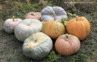 Fritz spaghettiert einen Kürbis