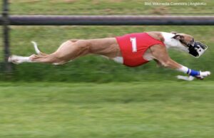 Wo bleibt der Wettbewerb der besten Ideen für das Land?