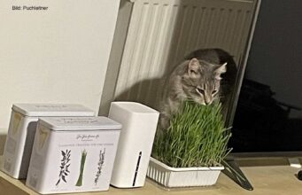 Home Invasion!