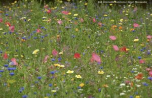 Das Mädchen Frühling
