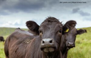 Plädoyer für mehr EU und mehr Freihandel
