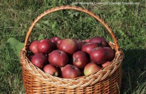 Minus 25-Prozent-Pickerl für Politiker