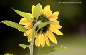 Das Märchen von den Green Jobs in Österreich