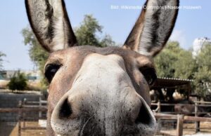 Und politische Konsequenzen aus der Signa-Pleite?