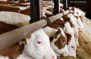 Ist Mercosur jetzt Fluch oder Chance für die Landwirtschaft?