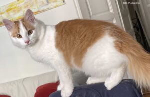 Eine kleine Geschichte: Schrödingers Katze (I)